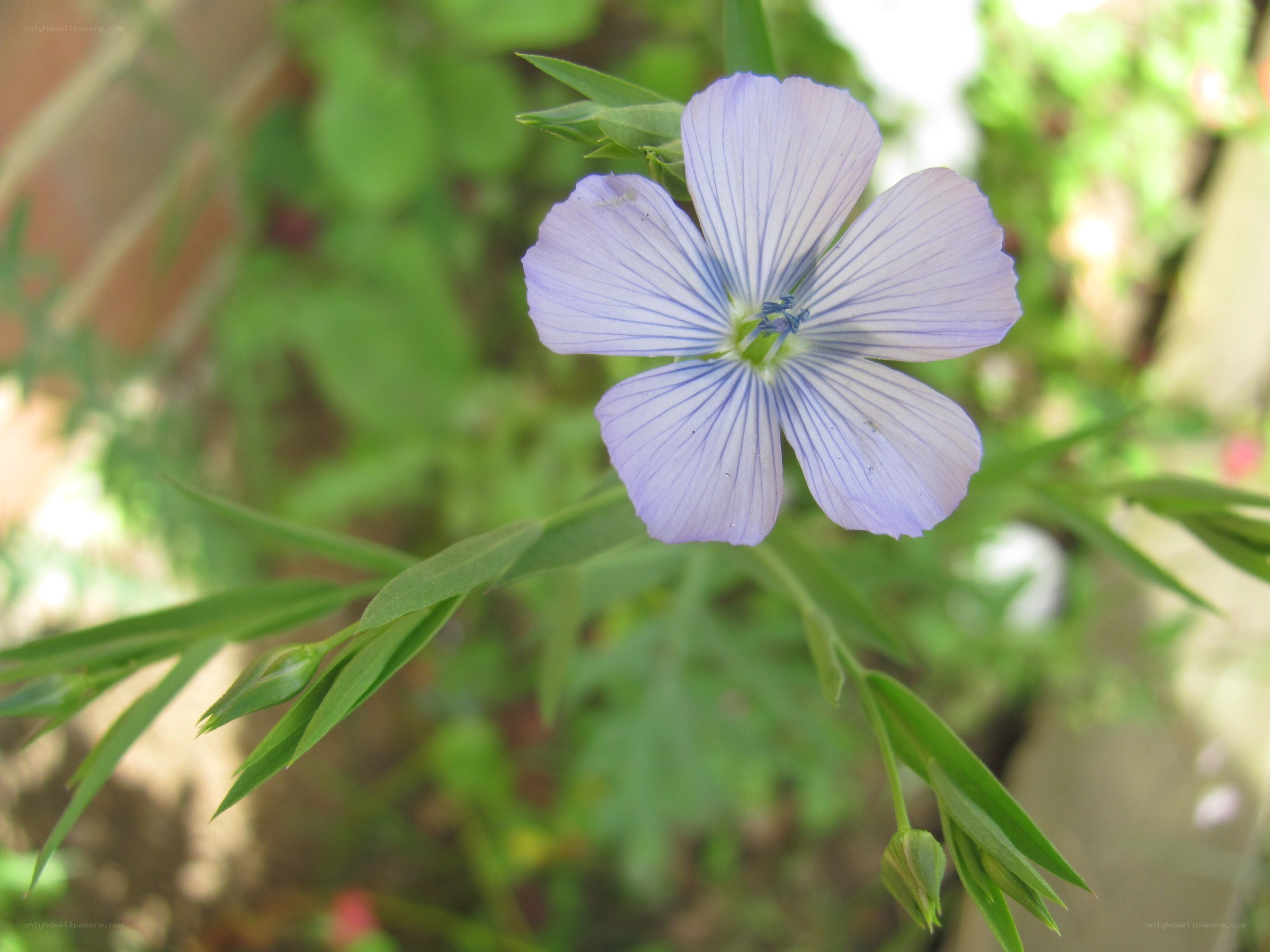 purple flax flower in garden