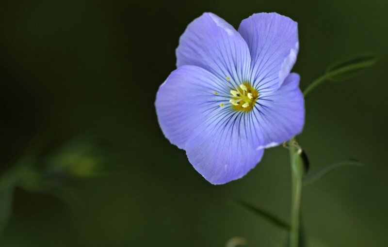 Purple Flax Flower — Serene