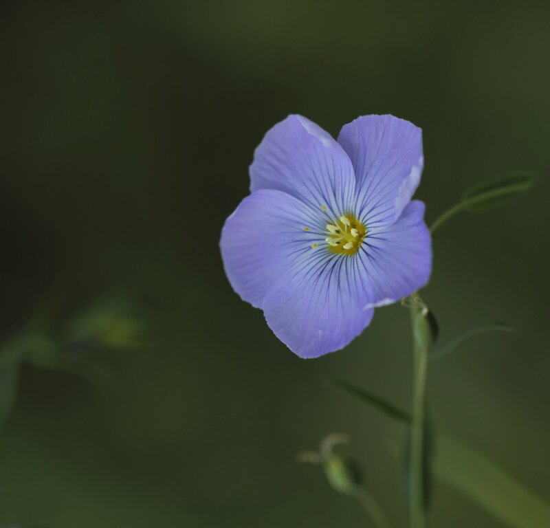 Purple Flax Flower
