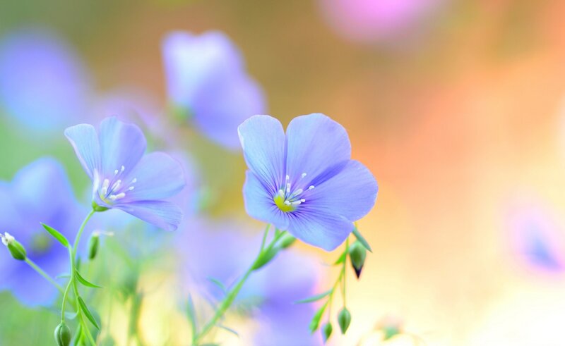 Purple Flax Flowers — Blue
