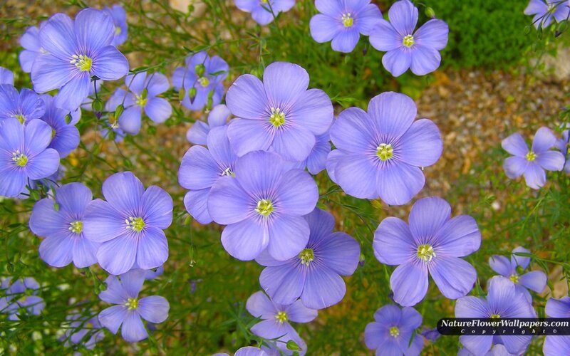 Purple Flax Flowers