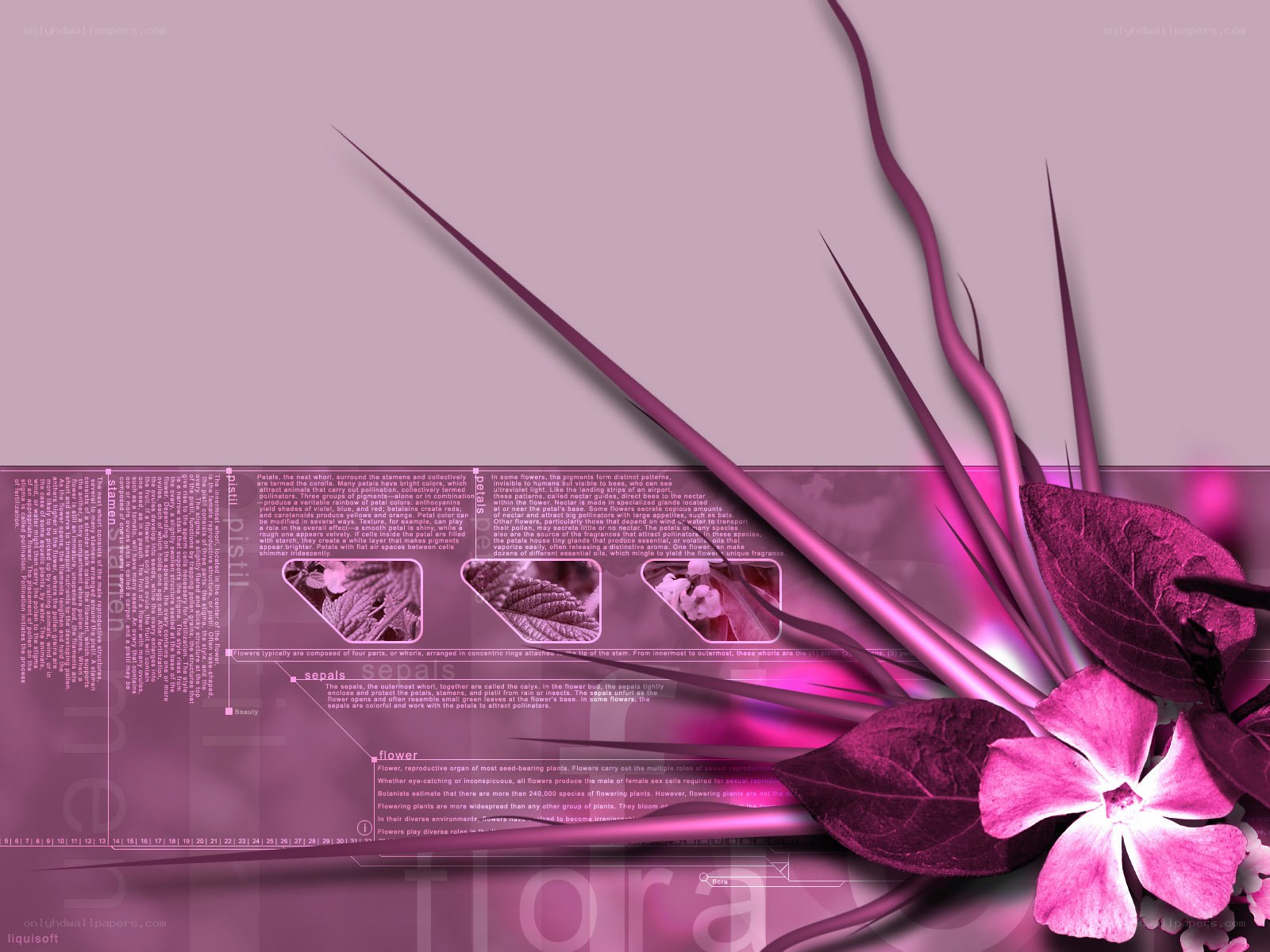purple floral design with text