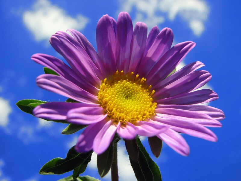 Purple flower against blue sky