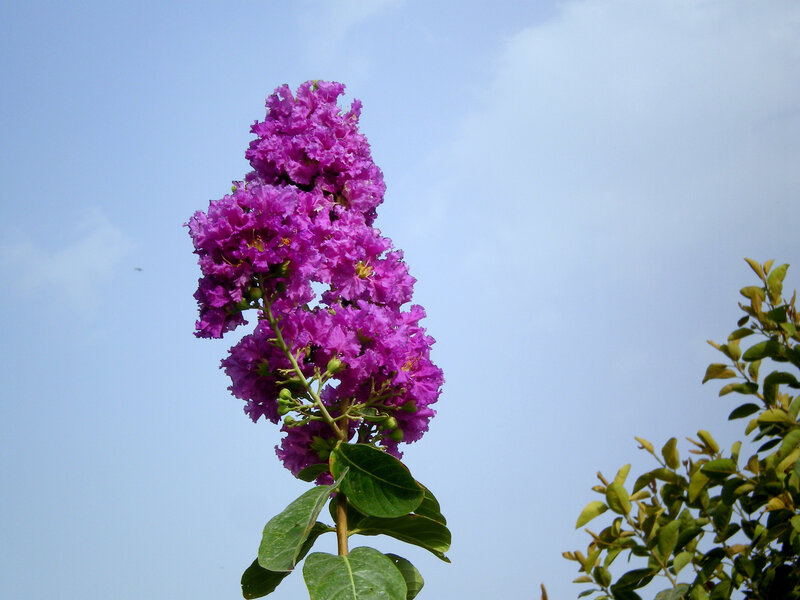 purple flower against blue sky