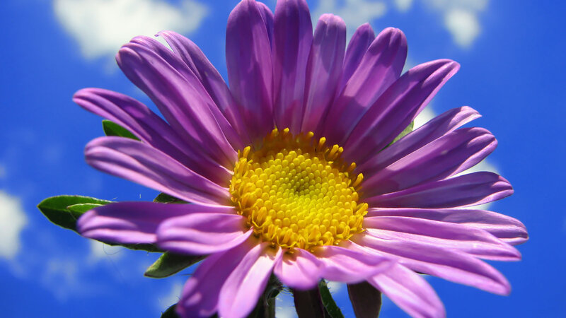 purple flower against blue sky