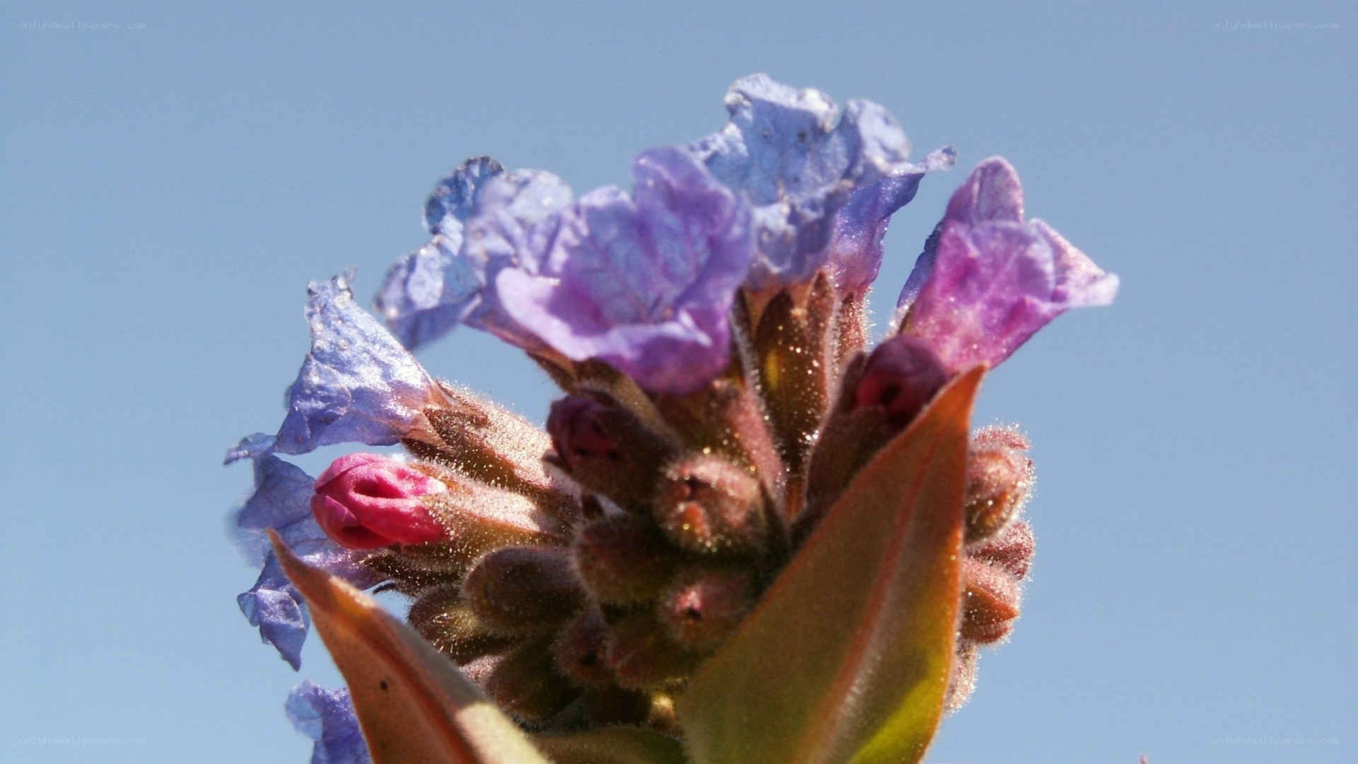 purple flower against blue sky