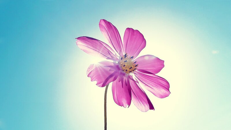 Purple Flower Against Sky — Pink, Serene, Afternoon, Photograph
