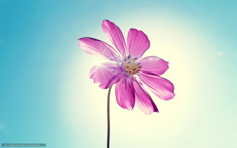 Purple Flower Against Sky — Pink