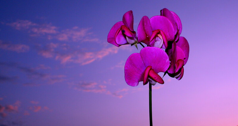 Purple Flower Against Sky — Serene