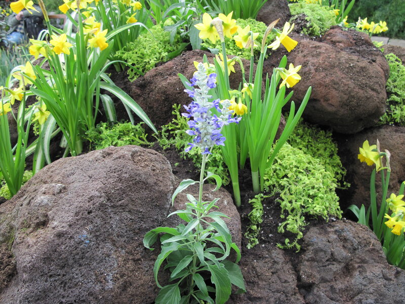 Purple Flower Among Daffodils