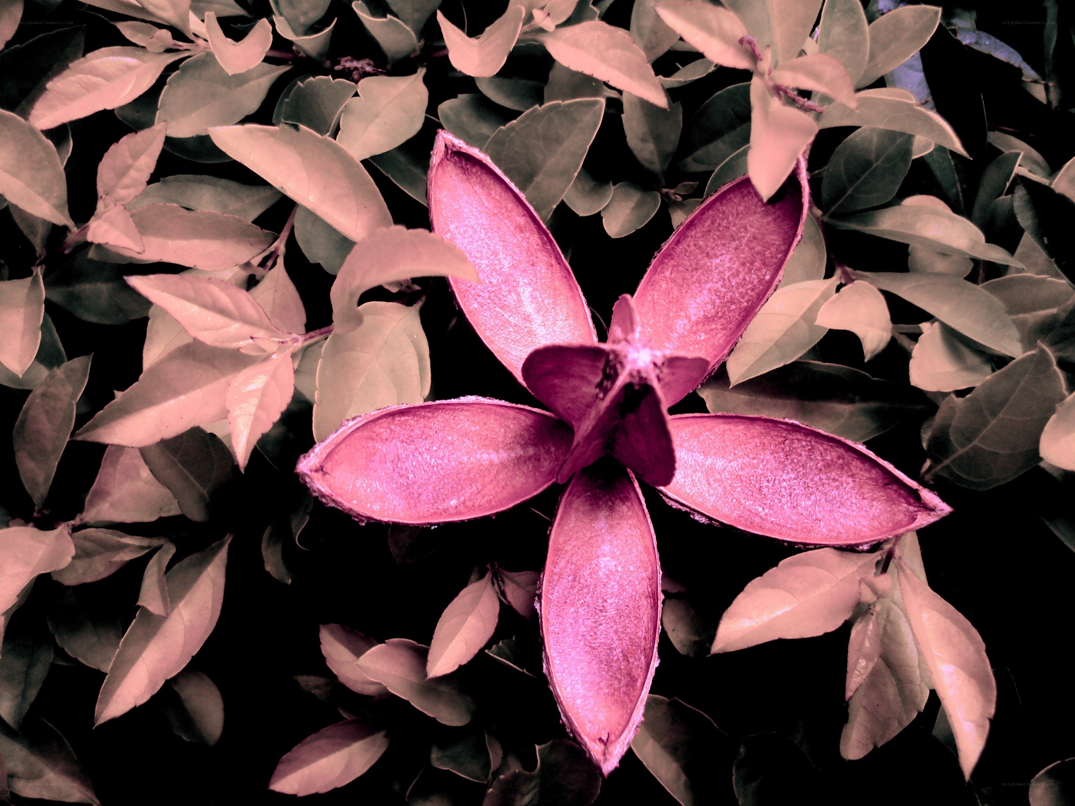 Purple flower among green leaves