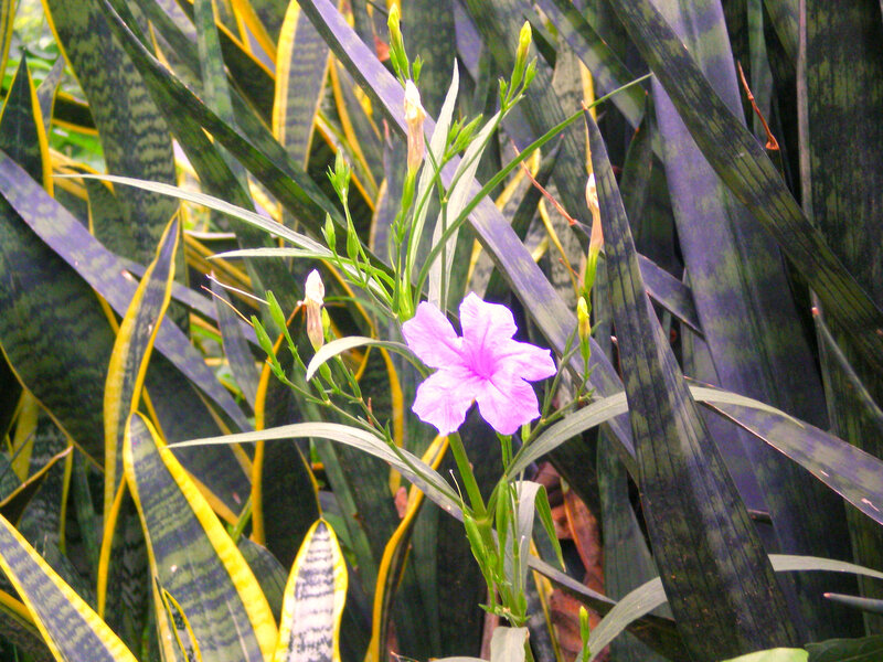 purple flower among snake plants