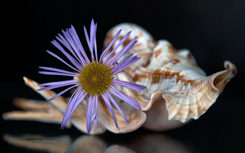 Purple Flower and Seashell