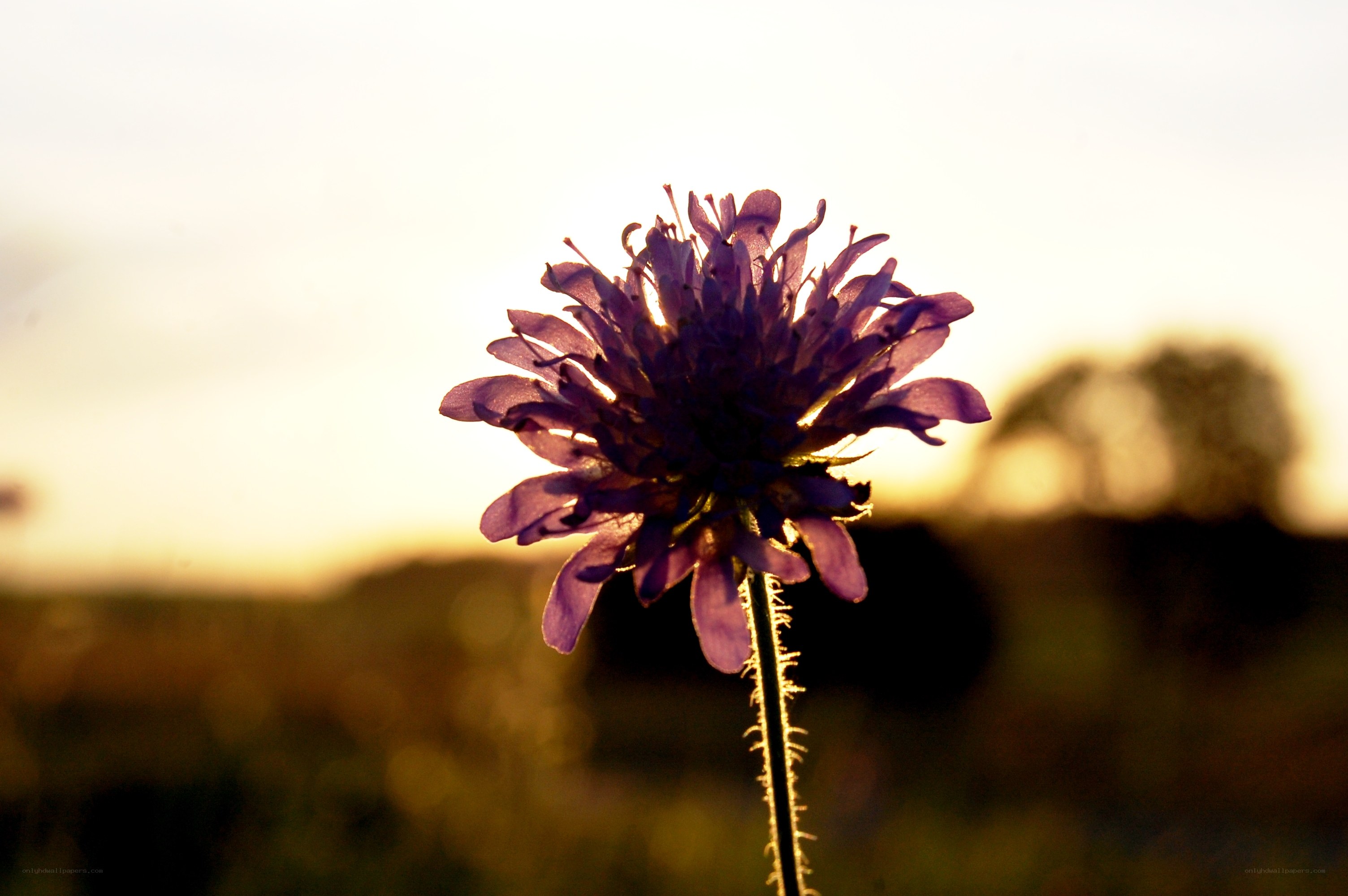 purple flower at sunset