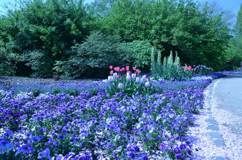 Purple Flower Bed