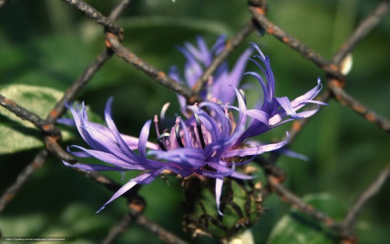 Purple Flower Behind Fence — Natural
