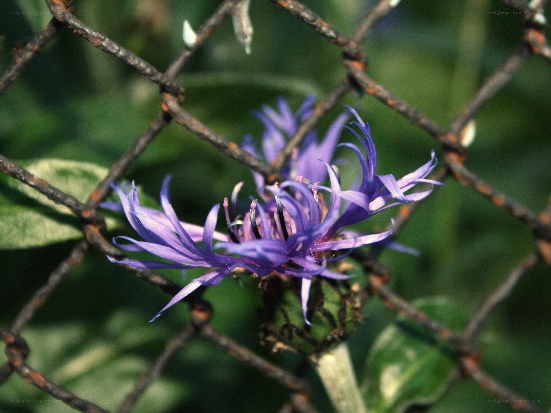 Purple flower behind fence