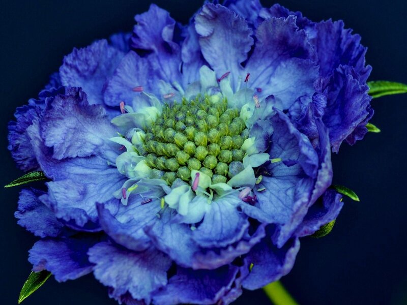 Purple Flower Bloom — Blue, Dramatic