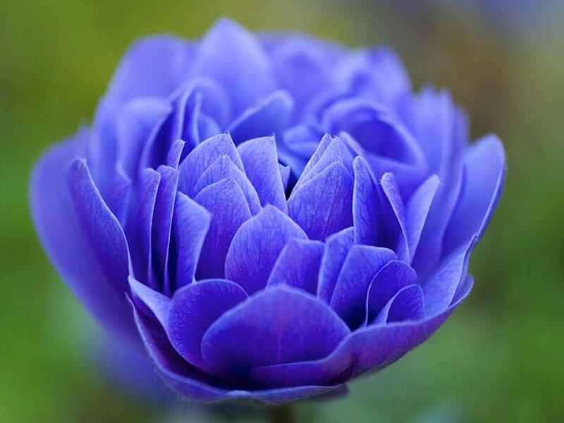 Purple Flower Bloom — Blue, Serene