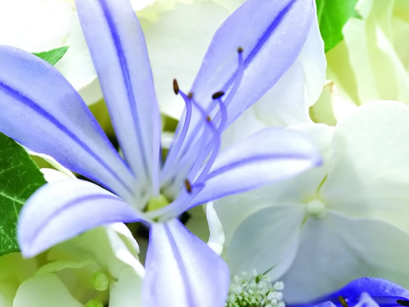 Purple Flower Bloom — Blue
