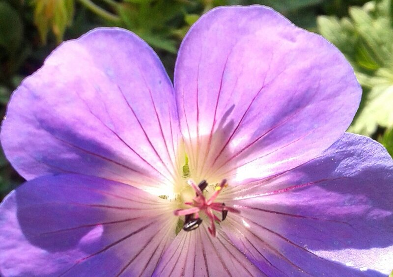 Purple Flower Bloom — Calm, Afternoon, Photograph