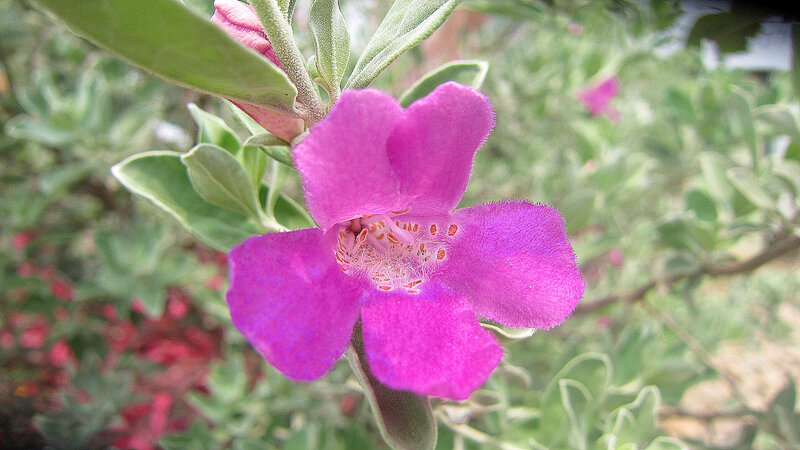 Purple Flower Bloom — Calm, Afternoon