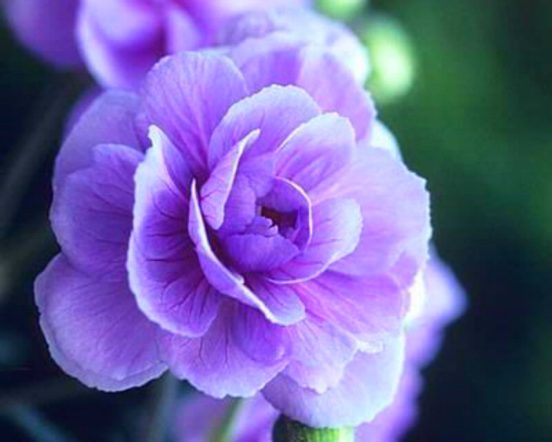 Purple Flower Bloom — Calm, Photograph, Petals, Green Background
