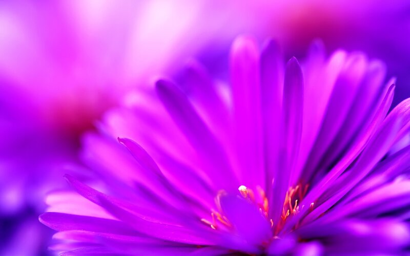 Purple Flower Bloom — Calm, Photograph, Petals