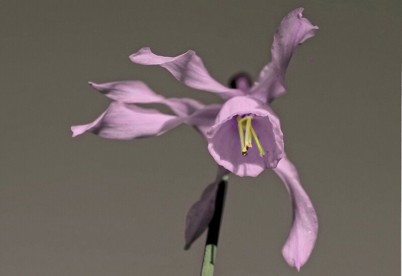 Purple Flower Bloom — Calm, Photograph, Stem