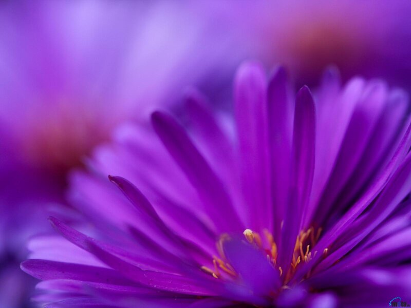 Purple Flower Bloom — Calm, Photograph