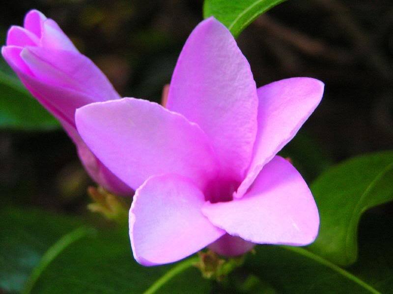 Purple Flower Bloom — Calm