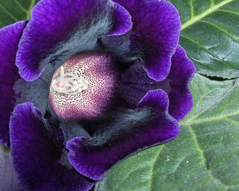 Purple Flower Bloom — Detailed