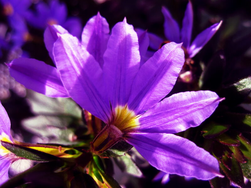 Purple Flower Bloom — Dramatic, Afternoon