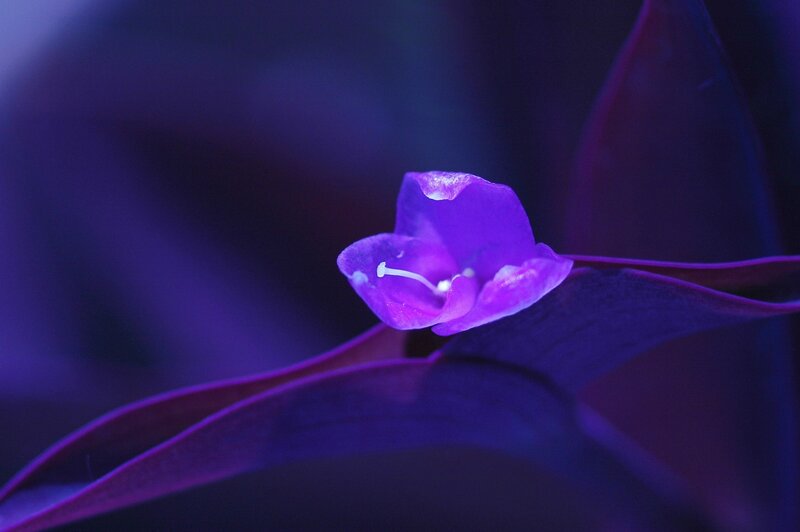 Purple Flower Bloom — Dramatic, Night, Photograph, Leaf