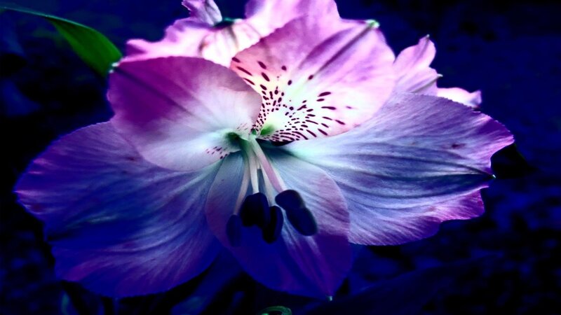 Purple Flower Bloom — Dramatic, Night, Photograph, Petals