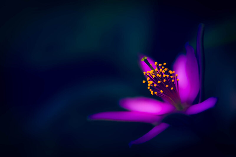 Purple Flower Bloom — Dramatic, Night, Photograph