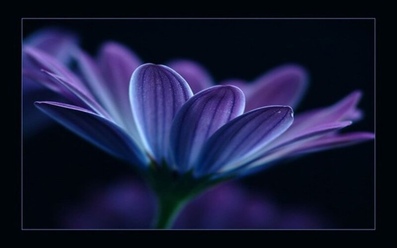 Purple Flower Bloom — Dramatic, Night