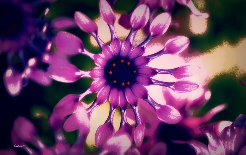 Purple Flower Bloom — Dramatic, Photograph, Petals, Center