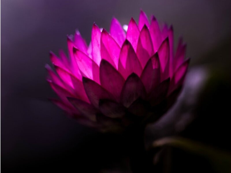 Purple Flower Bloom — Dramatic, Photograph, Petals, Dark Background