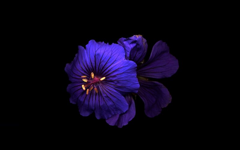 Purple Flower Bloom — Dramatic, Photograph, Petals, Stamen, Dark Background