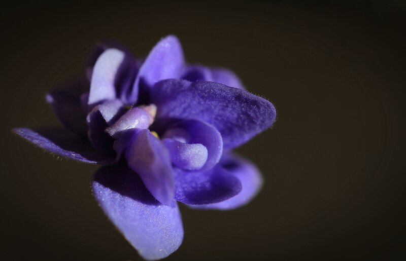 Purple Flower Bloom — Dramatic, Photograph, Petals