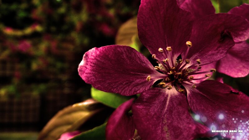 Purple Flower Bloom — Dramatic, Photograph