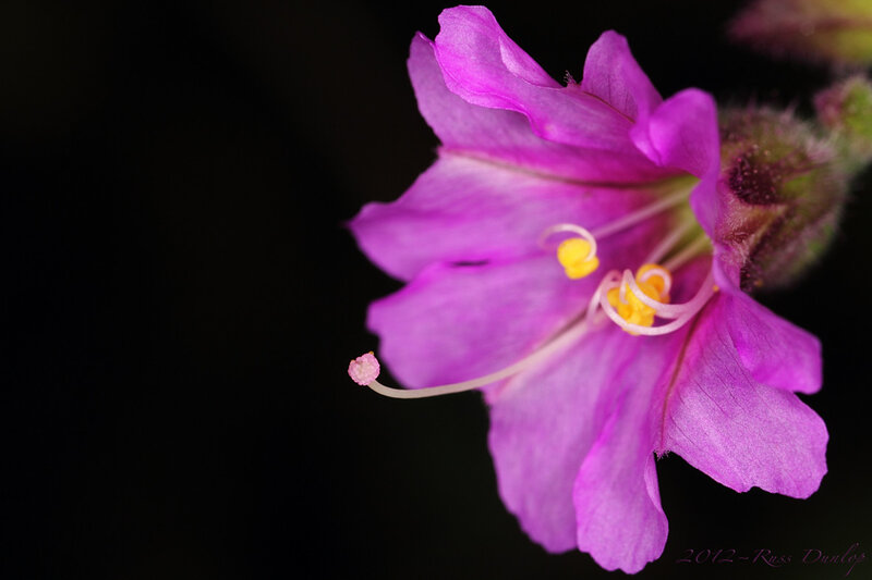 Purple Flower Bloom — Dramatic