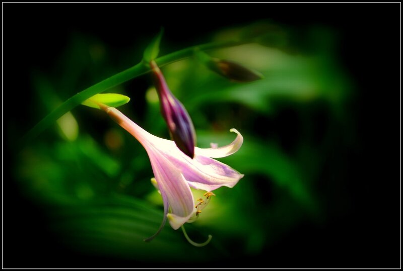 Purple Flower Bloom — Green