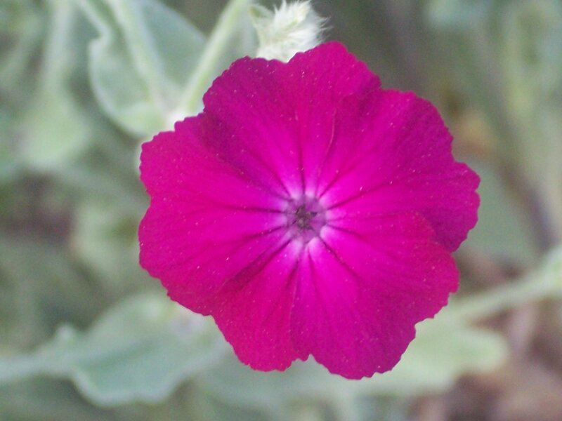Purple Flower Bloom — Magenta