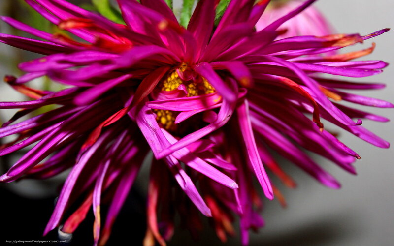 Purple Flower Bloom — Magenta, Vibrant