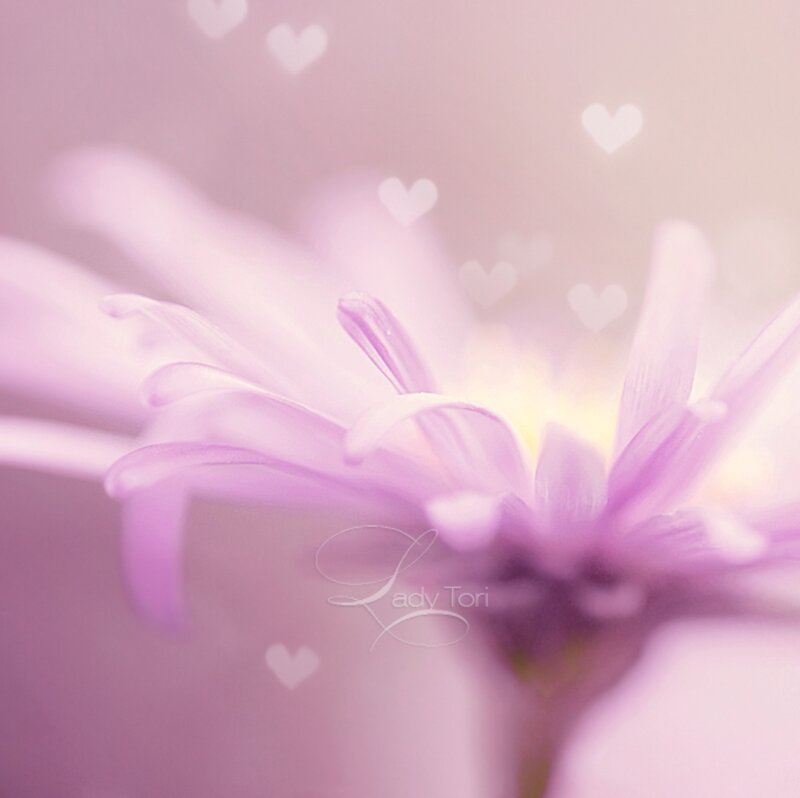 Purple Flower Bloom — Pink