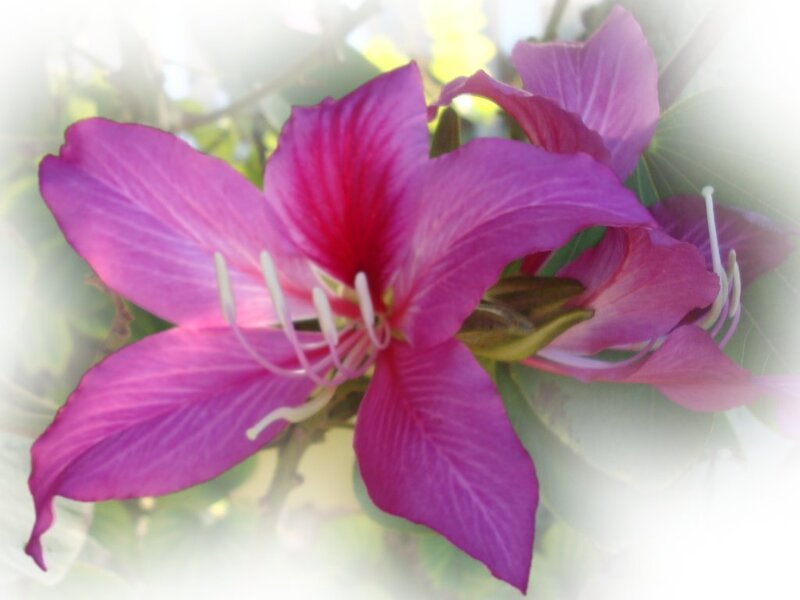 Purple Flower Bloom — Serene, Afternoon, Photograph, Petals