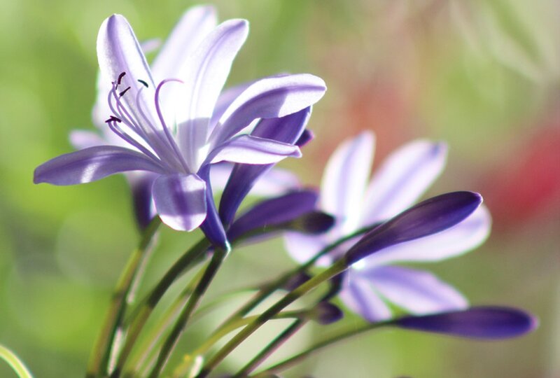 Purple Flower Bloom — Serene, Afternoon, Photograph