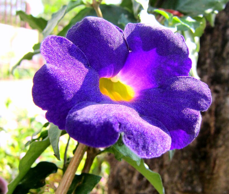 Purple Flower Bloom — Serene, Afternoon